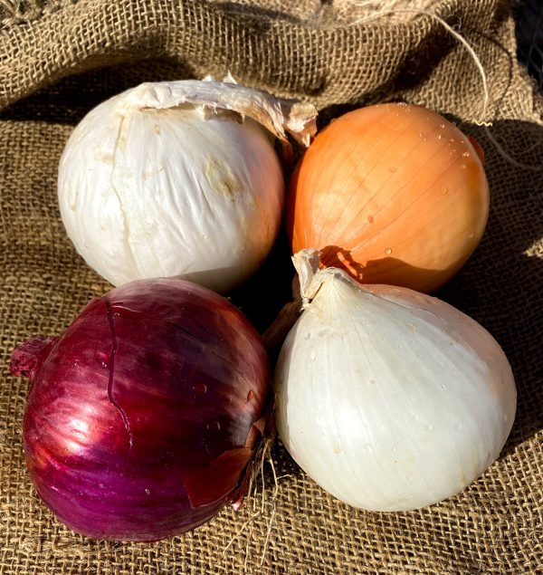 ⁠Red & White Onions