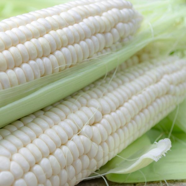 White corn (Maize)