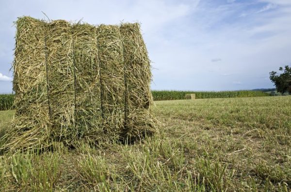 Alfalfa Hay